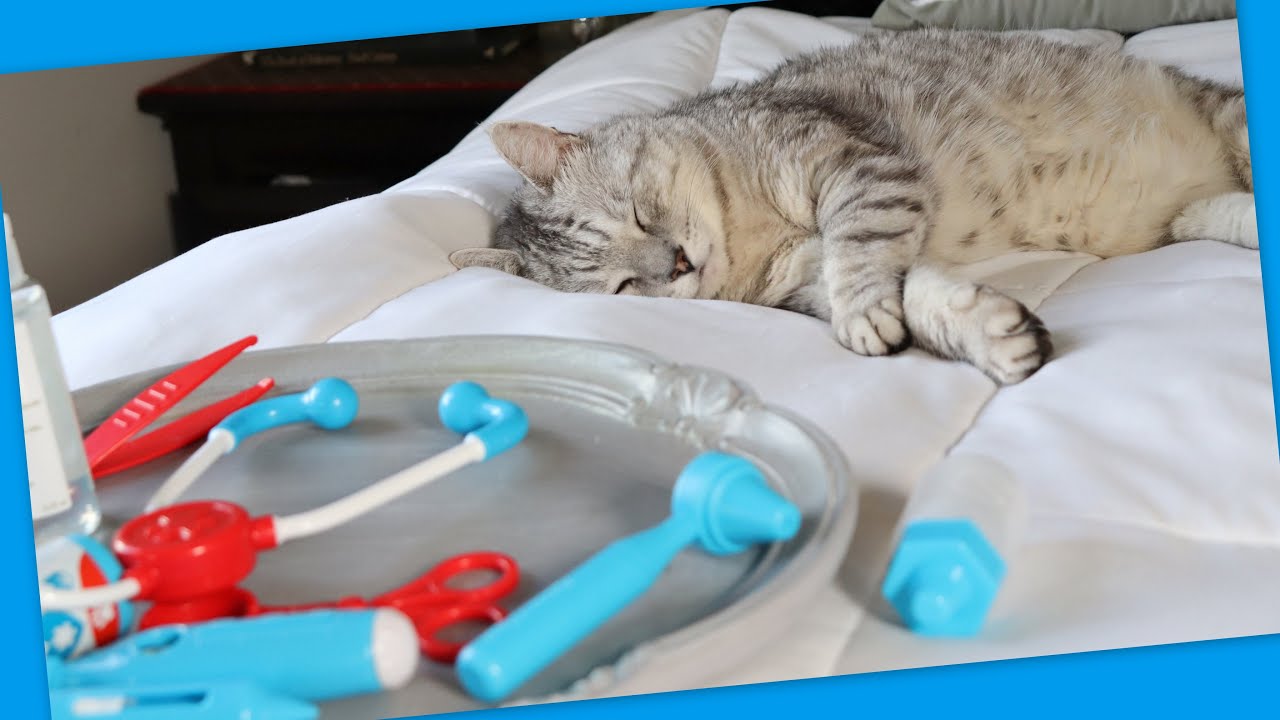 Cat Vet ASMR