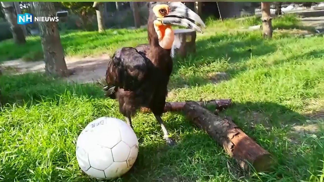 Dieren spelen met voetballen in Hoenderdaell