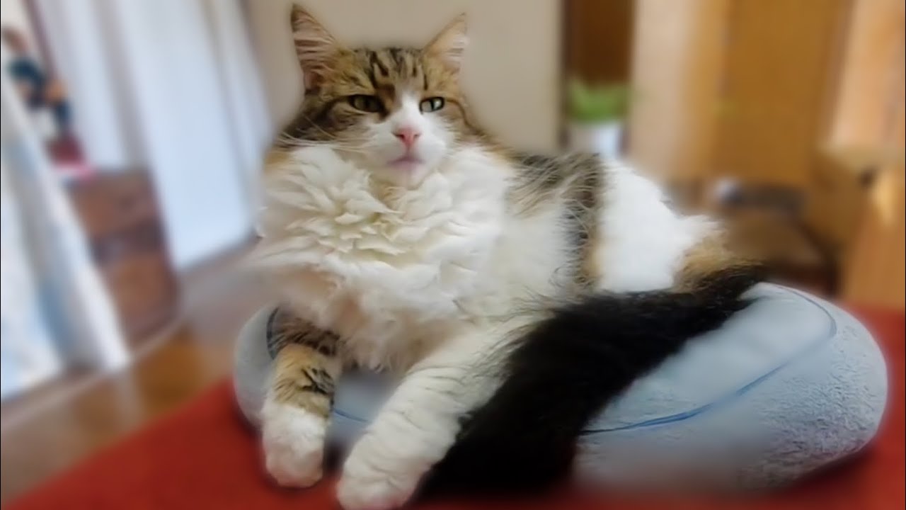 ふみふみしながらゴロゴロ〜お母さんに甘えているエルフ-アンコールダイジェスト/ELF cuddling up to Mom - Encore Digest