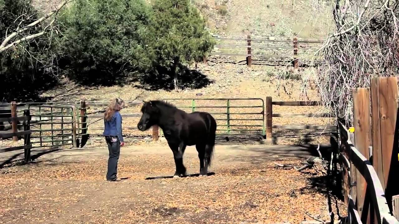 Icelandic Horses at Hestar Ranch