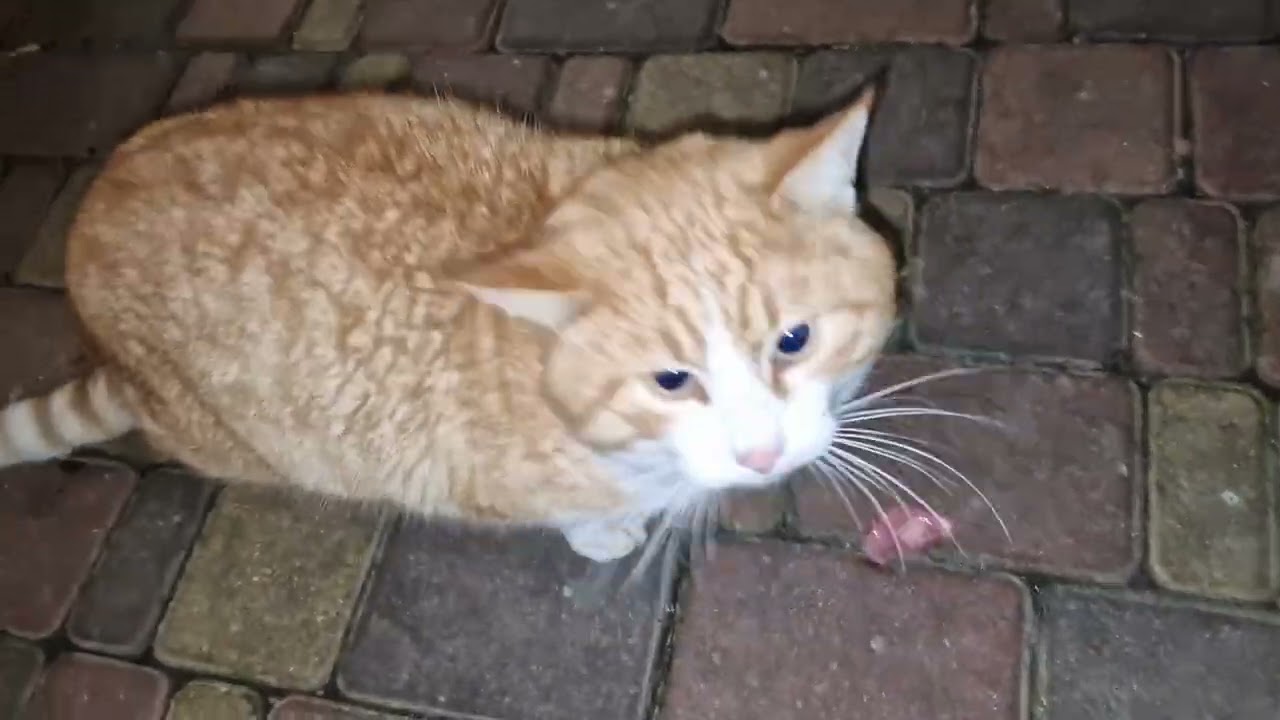 Не поверите—пришёл Люсьен! Гордый главный рыжий кот. Lucien back after 2 weeks! Arrogant ginger