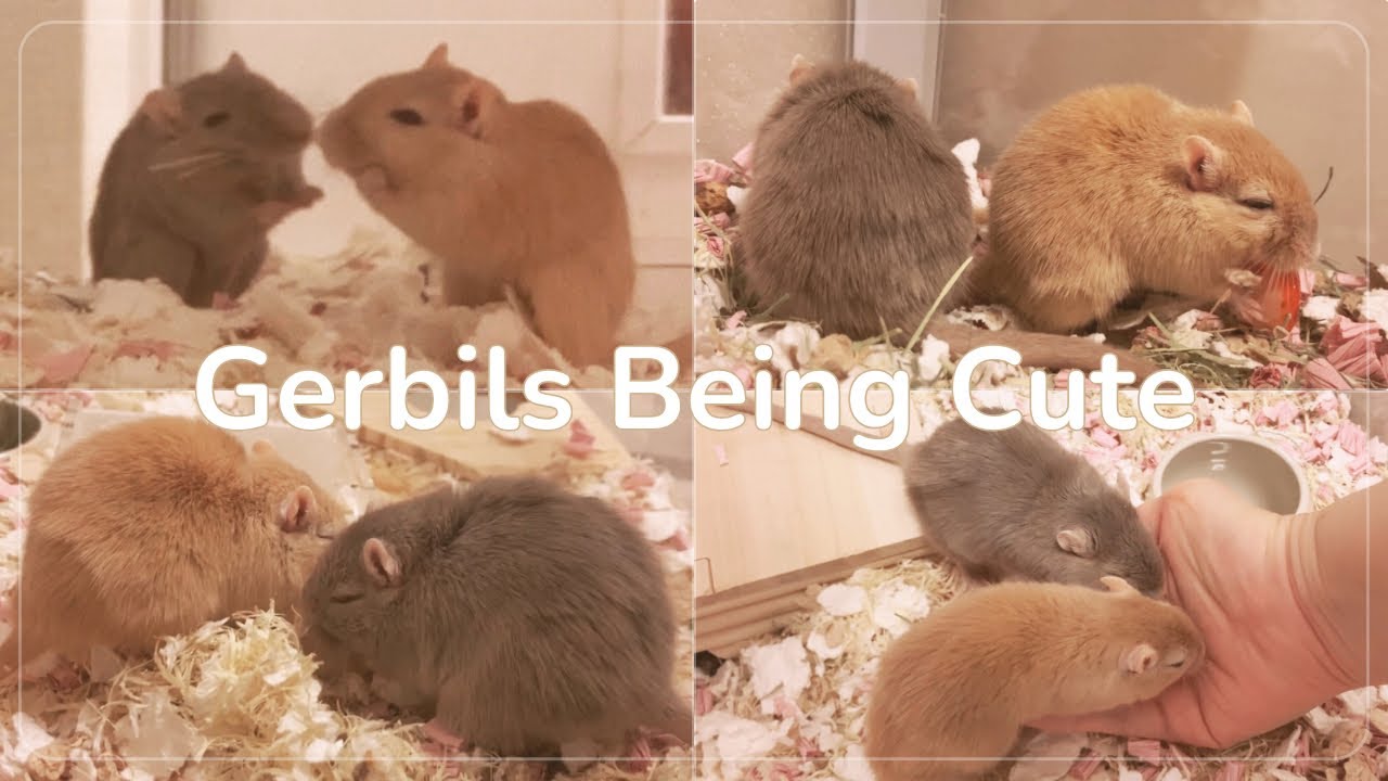 すなねずみのかわいい瞬間｜Cute gerbil moments