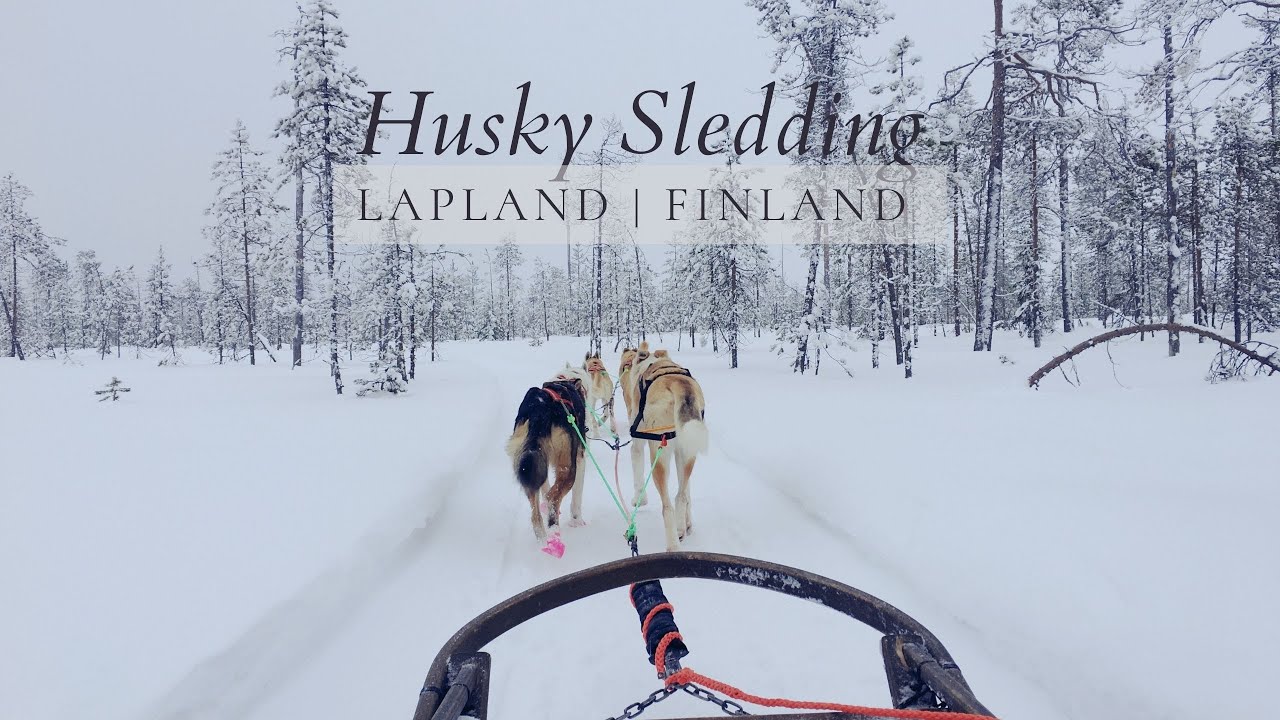 Husky Sledding by BearHill Husky | Rovaniemi Lapland - Call of the wild tour