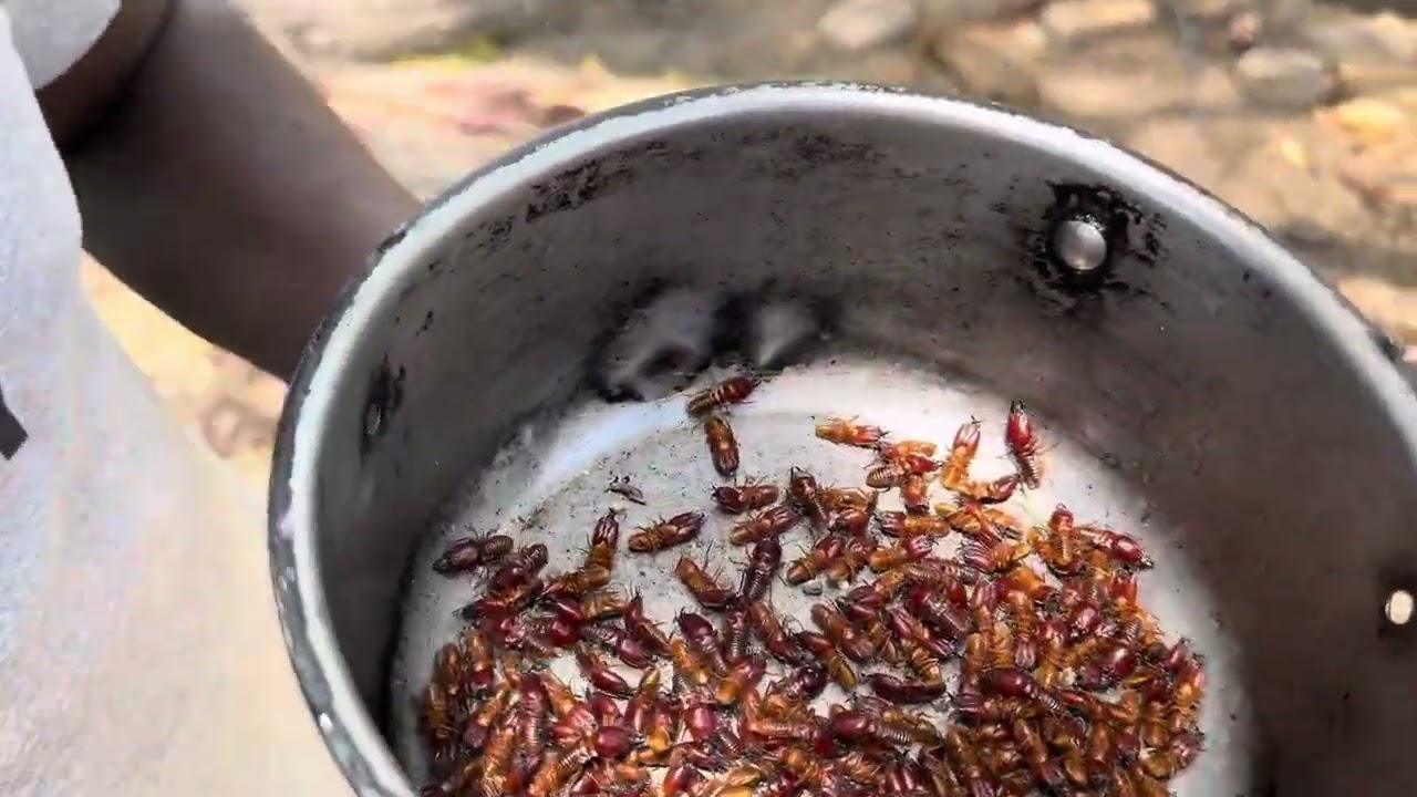 Termites (Majuru) as a Snack and Relish 😋😋 #kwaterry #rurallifestyle