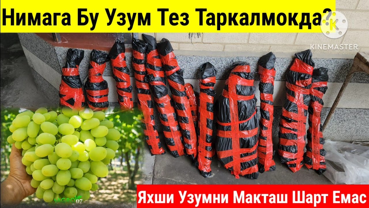 Чиллаки Узумни Зури -Преображение  тез оммалашмокда