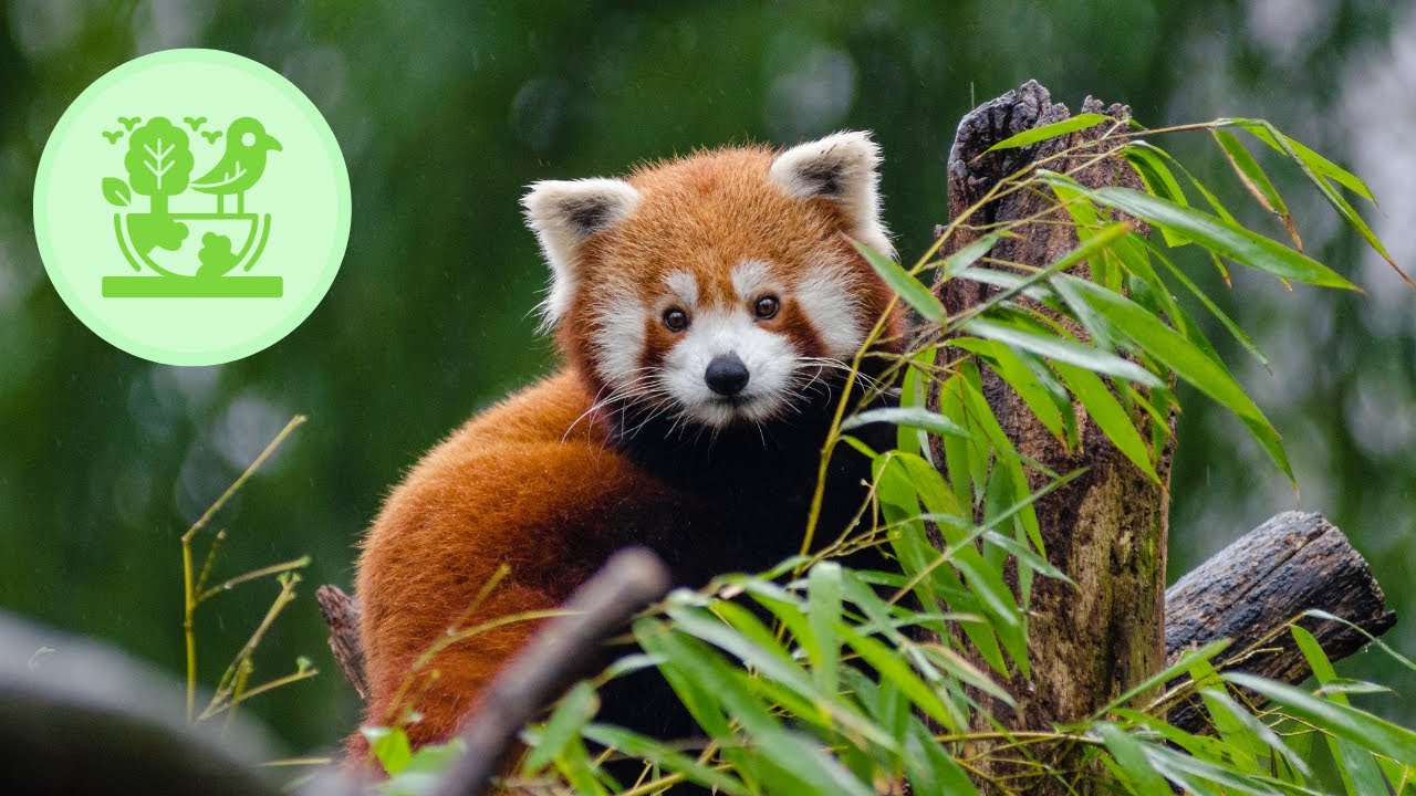 Biodiversity Conservation: The Key to a Sustainable Future! (3 Minutes)