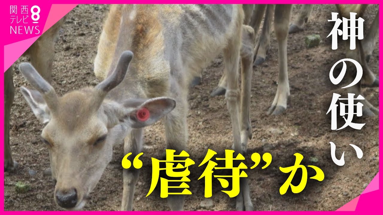 【虐待疑い】