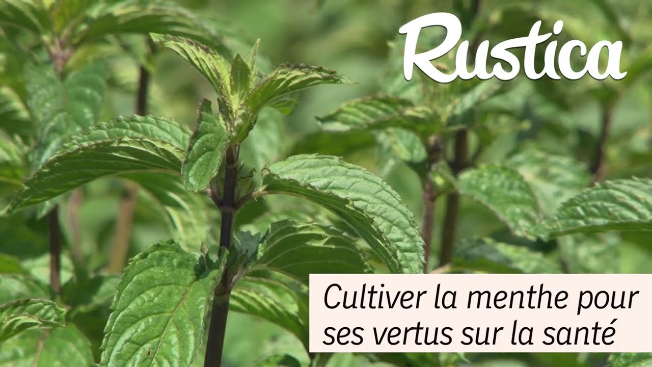 Les bienfaits de la menthe