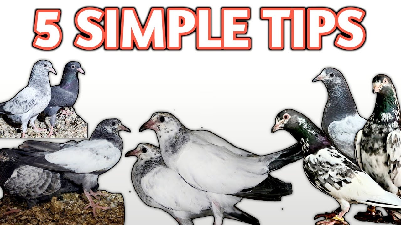 PIGEON BREEDING 100% SUCCESS TIPS