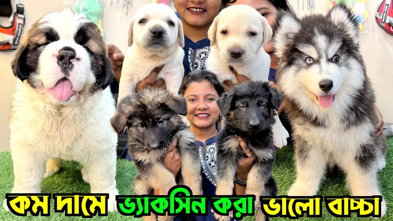 Best Quality Puppies Sale Low Price. Dog Market Kolkata. Kolkata Dog Market. Pet Shop.