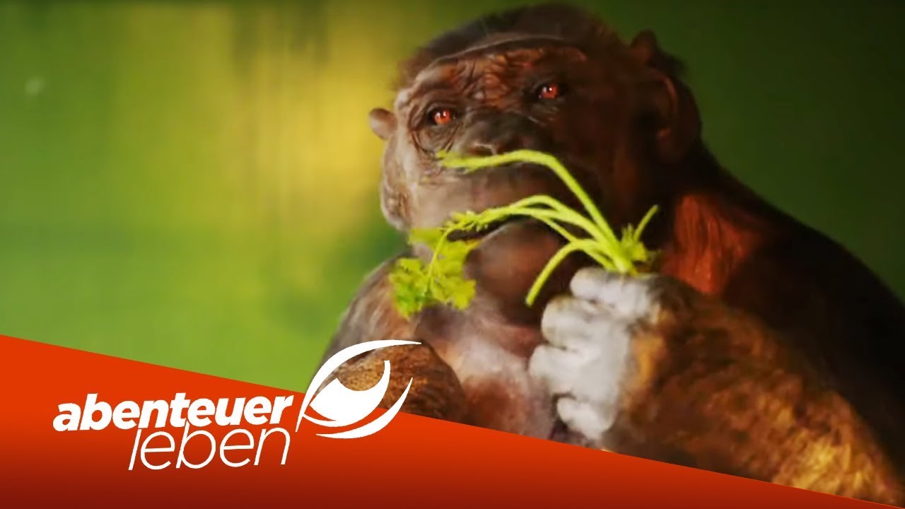 Der letzte Affe im deutschen Zirkus: Robbys Leben als Zirkus-Affe | Abenteuer Leben | kabel eins