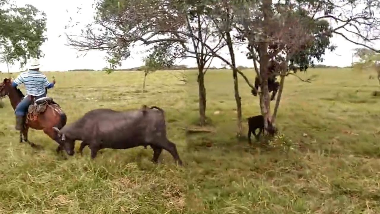 Gado nelore &eacute; valente? ent&atilde;o olha a B&Uacute;FALA mostrando sua braveza
