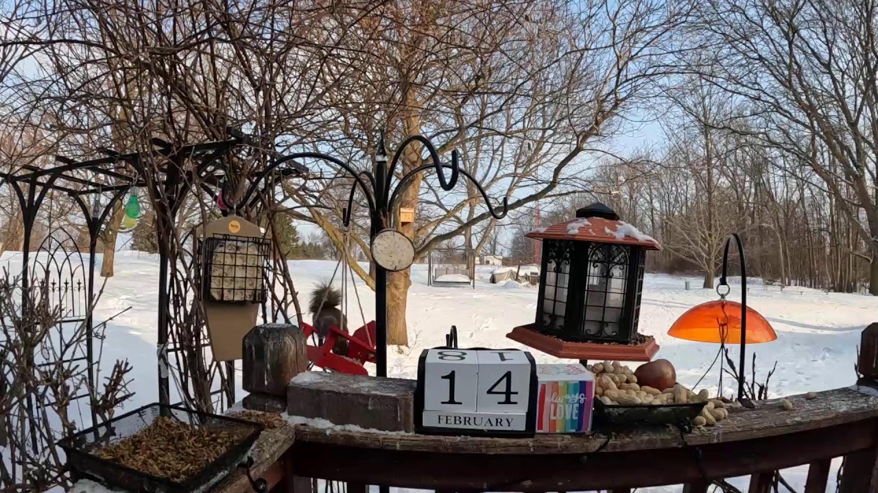 My Valentine’s Day Bird & Squirrel Livestream Edition