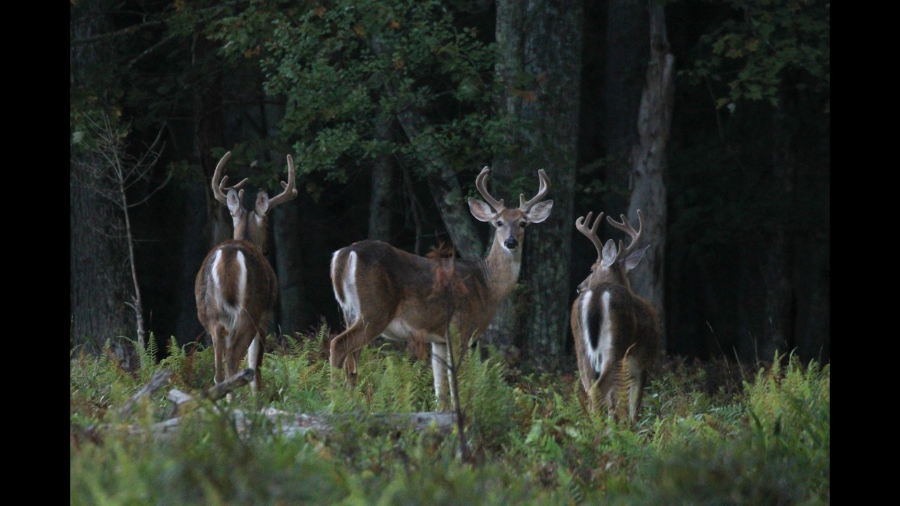 Deer Heron Osprey Belted Kingfisher