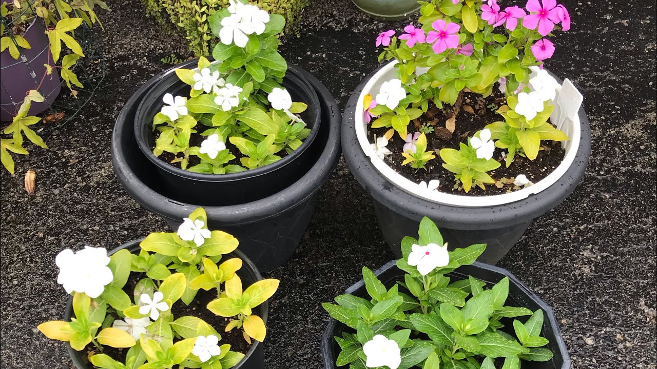 Treatment & Cure for Vinca’s aka Little Linda’s turning yellow!