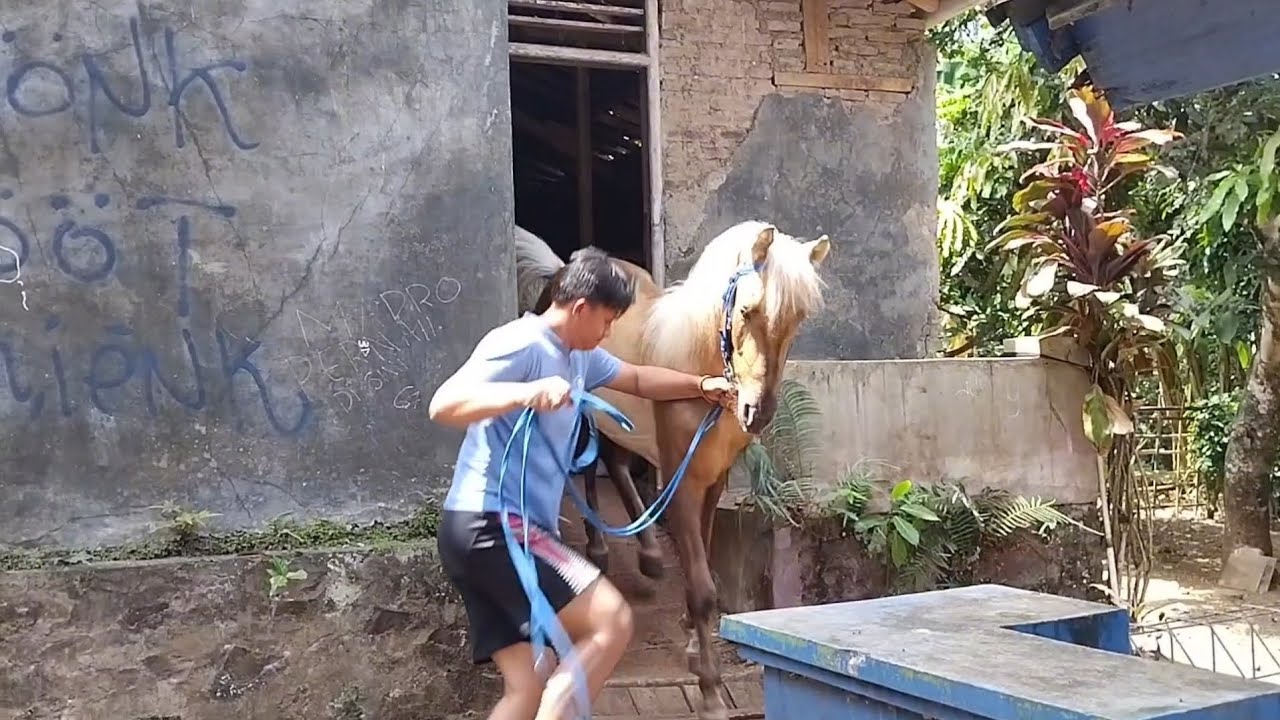 VLOG PERTAMA BARENG KUDA RENGGONG BARU SI GANIRA