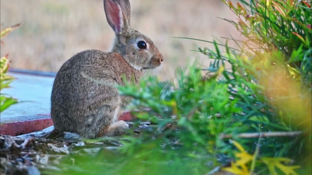Eastern Cottontail Rabbit
