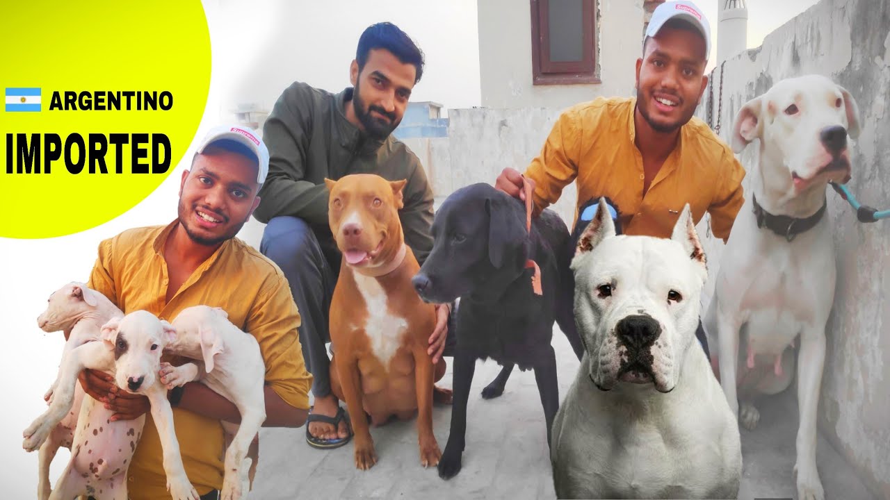 Dogs collection in Faridabad // dogo Argentino