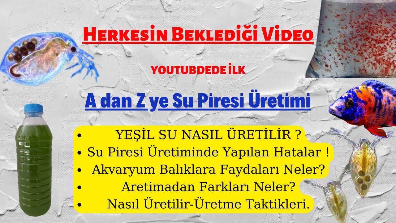 Su Piresi Üretim A.dan Z ye Su Piresi Daphina (Yeşil Su Üretimi,Üretimde Yapılan Yanlışlar)