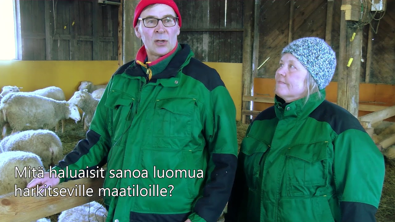 Pukkimäen Lammas