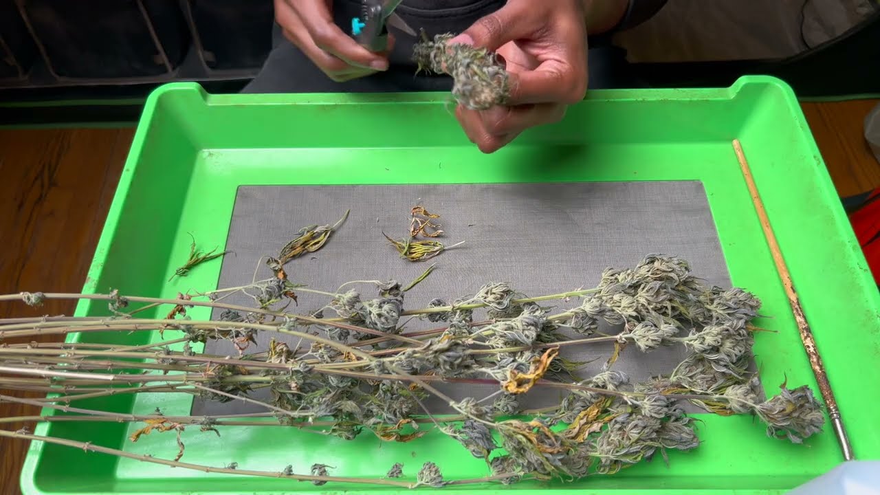 Lofty Groves | Week 11 Trimming Fat Nuggets S3 ep11