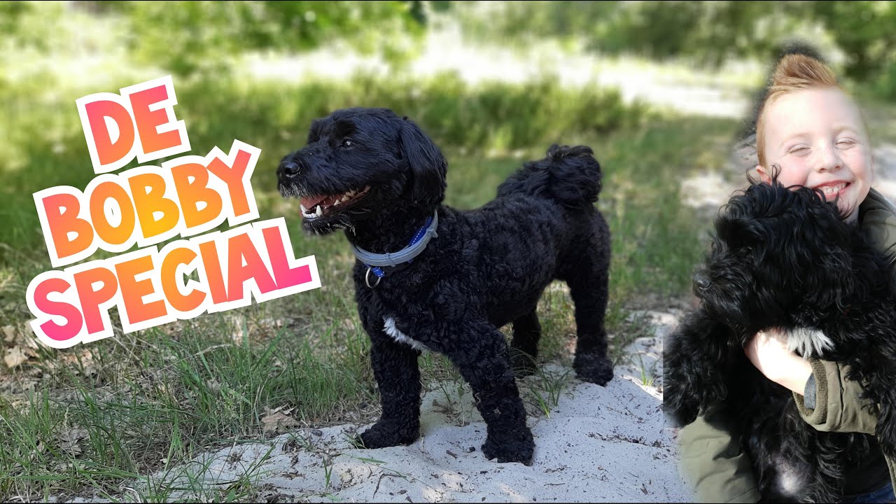 De Bobby Special #Maltipoo