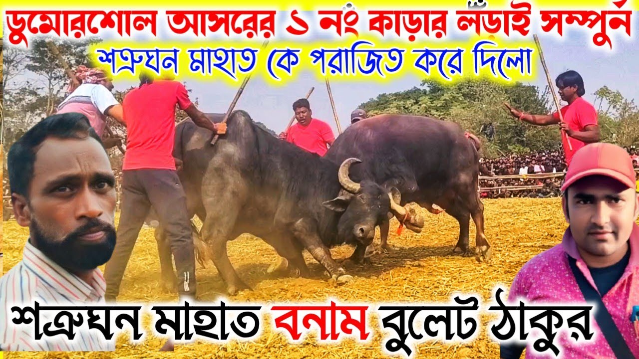 ডুমোরশোল আসরের ১ নং কাড়ার লড়াই সম্পুর্ন। শত্রুঘন মাহাত বনাম বুলেট ঠাকুর। 