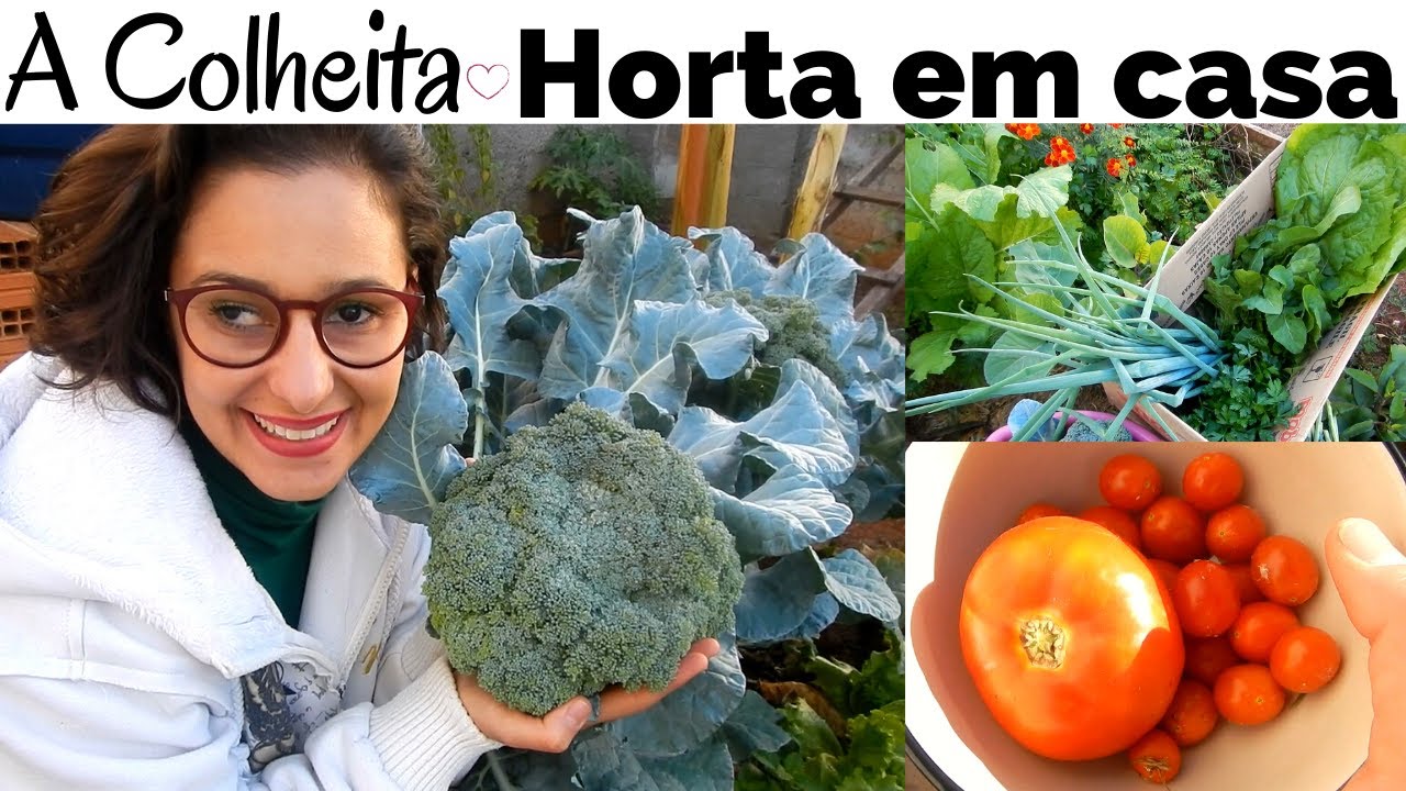 HORTA EM CASA - DIA DE COLHEITA - Aline Mustaf&eacute;