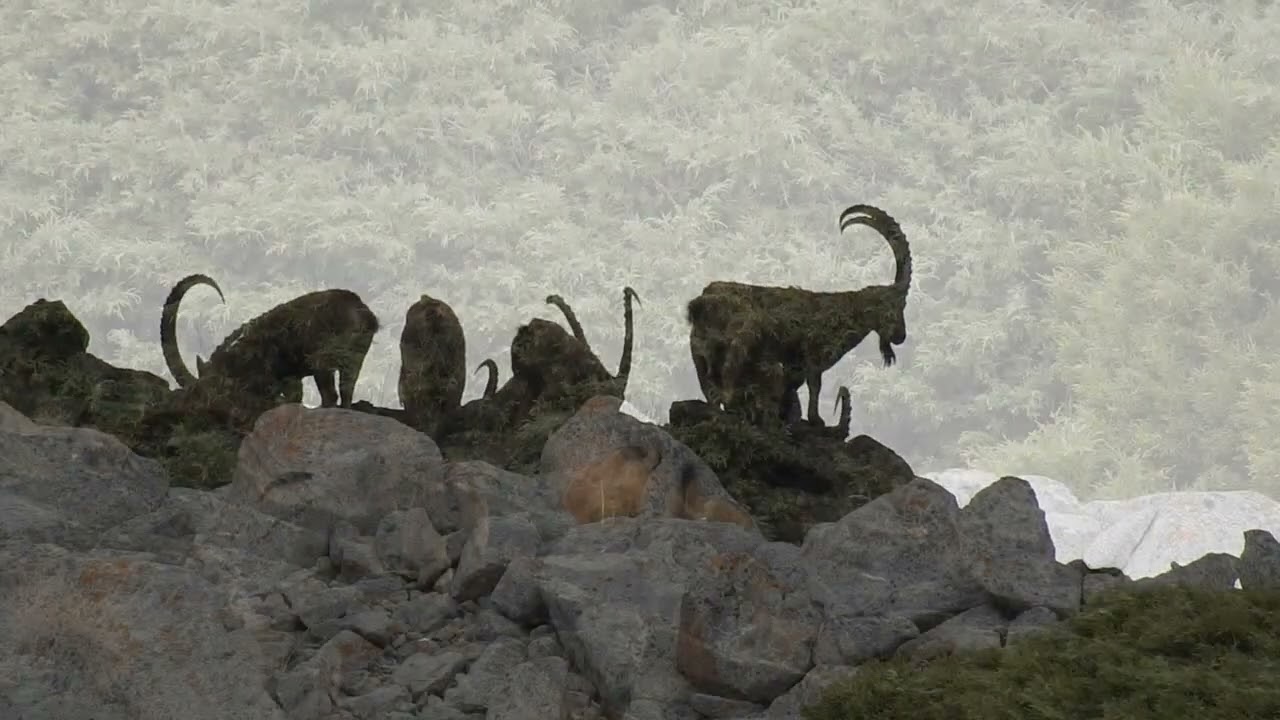 Трофейные козлы. Фотоохота в хозяйстве Аспара, ущ Гранитогорское.