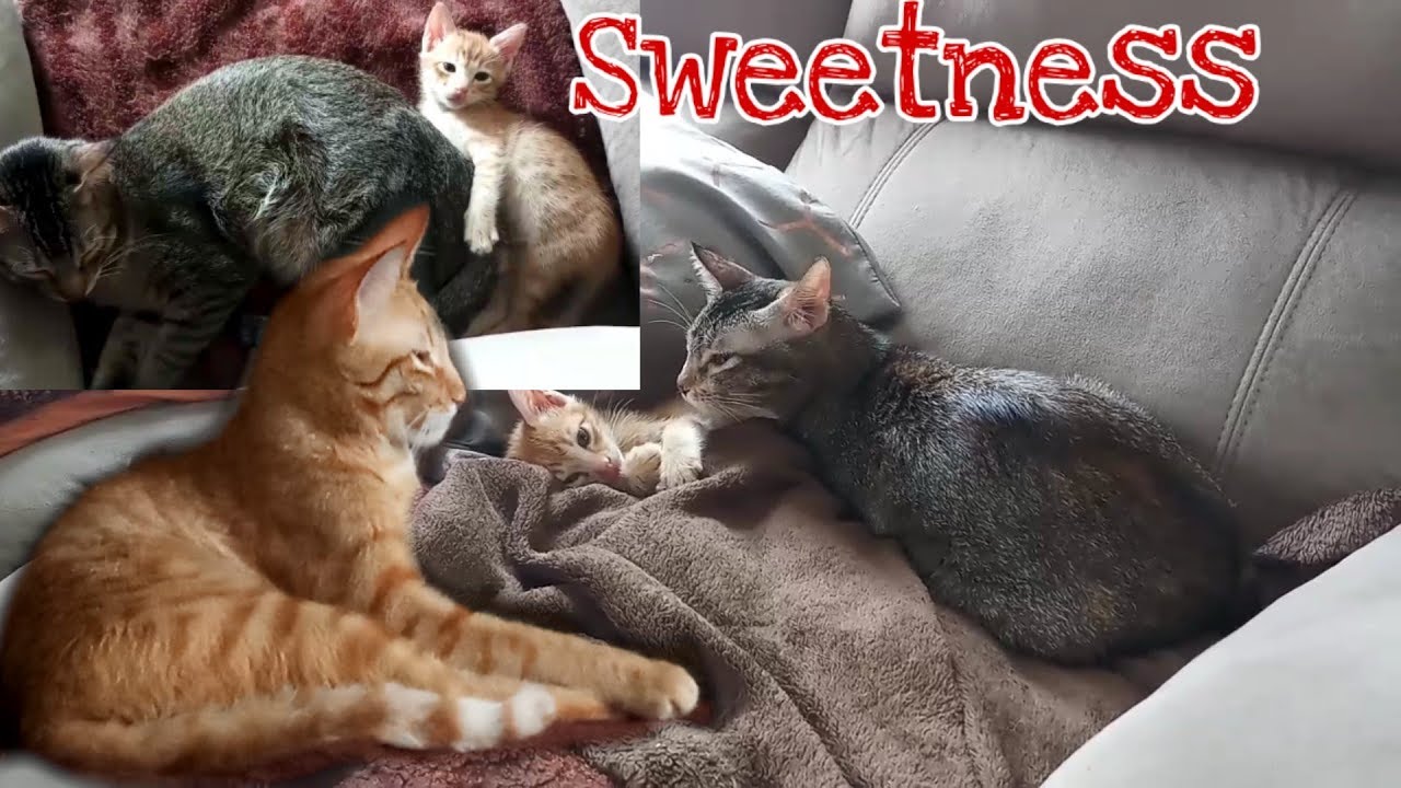 Three cats fully accepted new rescue kitten|My cats love each other