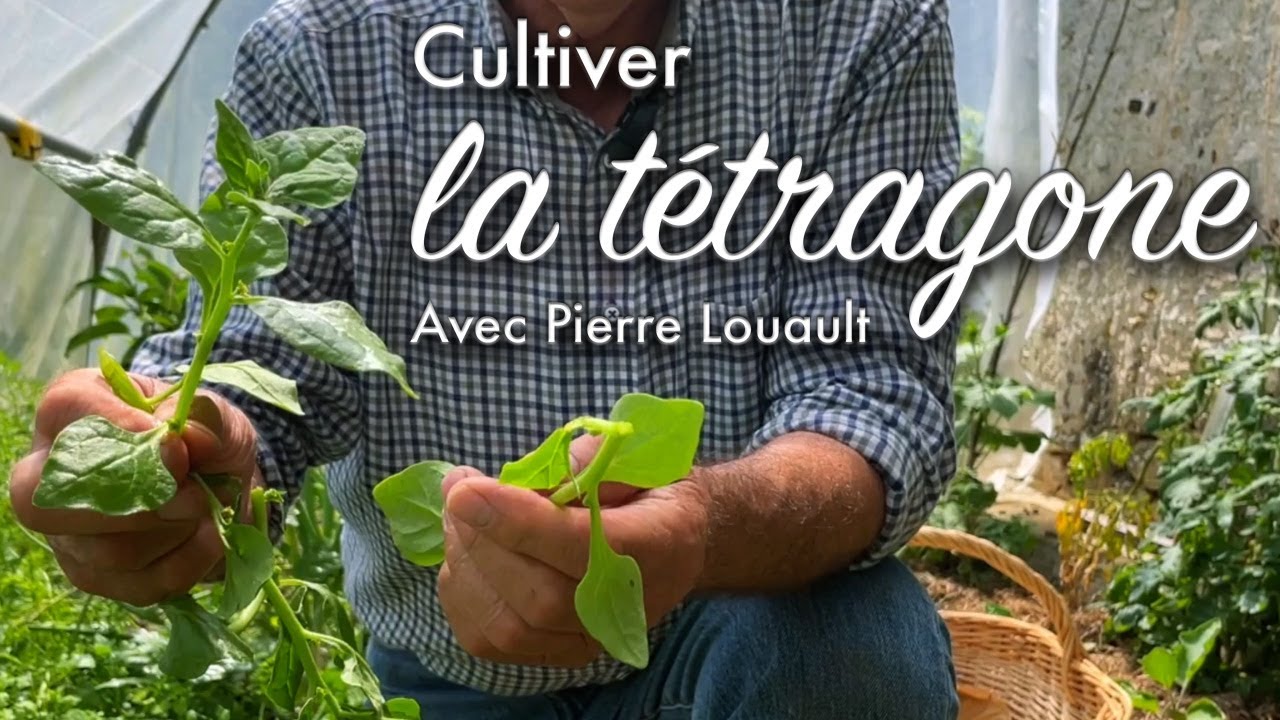 Cultiver la biodiversité au potager avec la tétragone.