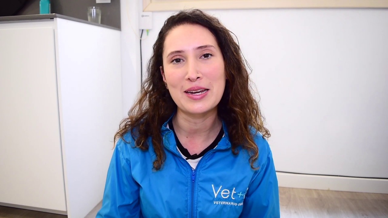 Tips para usar la app de Veterinario Online
