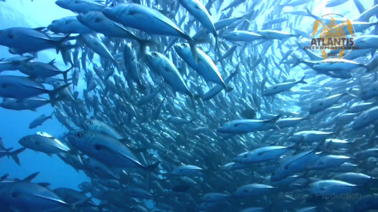 Promotional video of Atlantis International Dive Center in Sanur, Bali