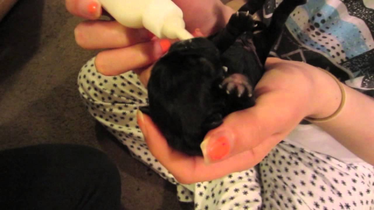 Newborn Pug Puppies