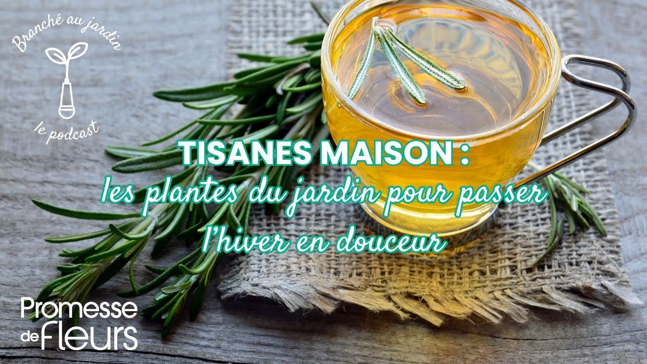 Tisanes maison : les plantes du jardin pour passer l’hiver en douceur