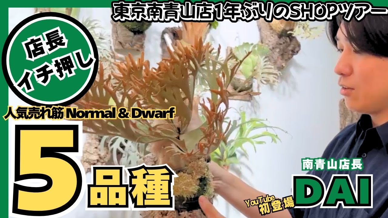 南青山店の最新売れ筋ビカクシダをピックアップ！店長DAIがYouTube初登場！！【ビカクシダ】