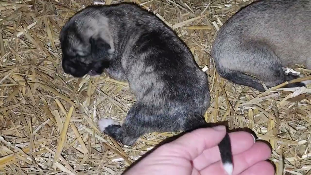 10.22.2023 Princess' Fall 2023 Anatolian Shepherd puppies gender reveal