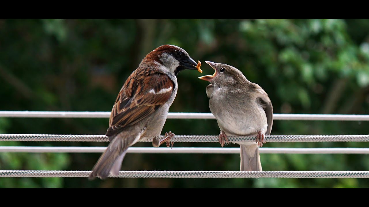 Robin el gorrión....vídeo de fotografías inéditas de Robin dando de comer a sus 9 gurriatos