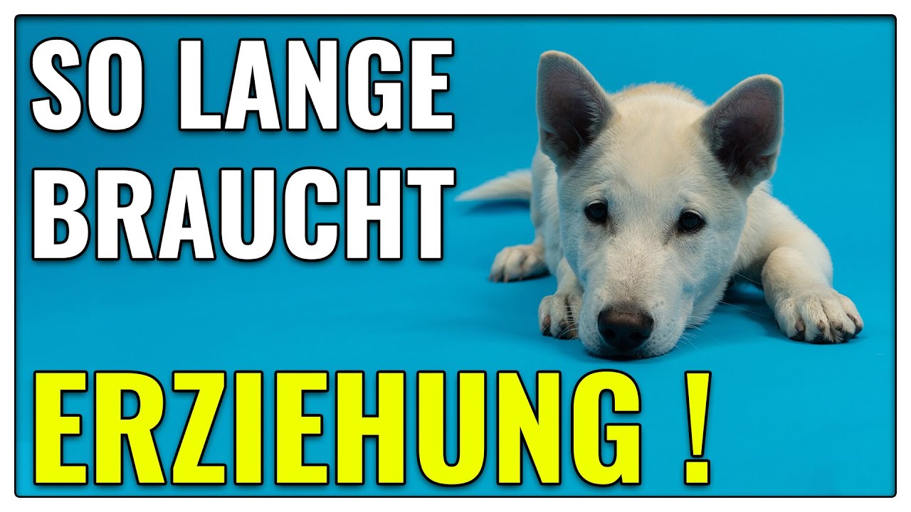 Endlich fertig mit Erziehung - dann hast du es mit der Hundeerziehung hinter dir - TGH 332