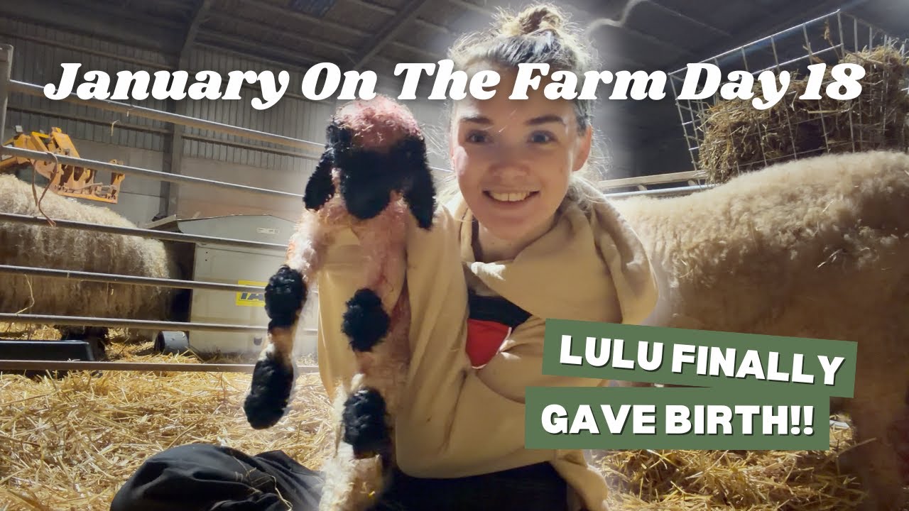 LULU FINALLY GAVE BIRTH!!! | JOTF Day 18