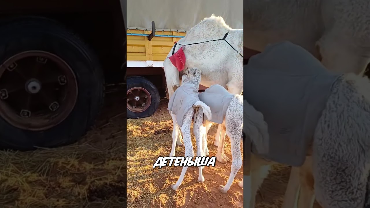 Почему верблюдица не дала молоко? Удивительное поведение животных 🐪