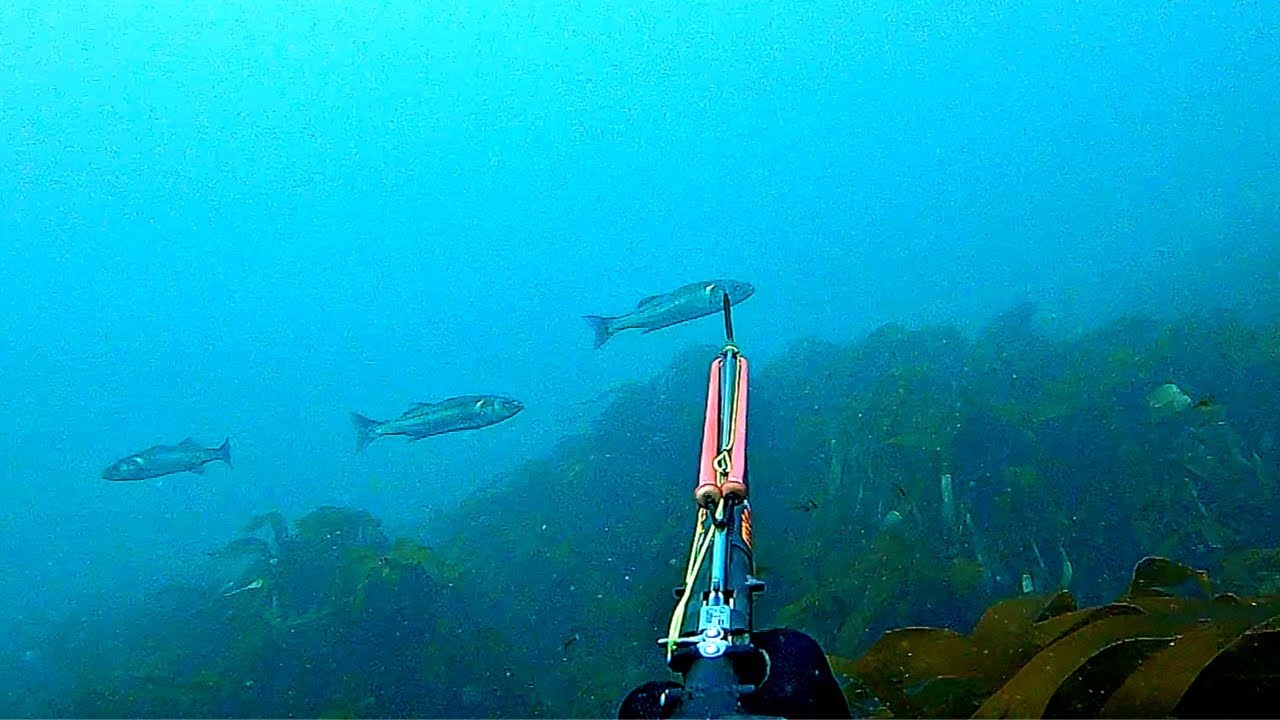 Spearfishing UK 2020 (Sea Bass, Dolphins and Sunfish)