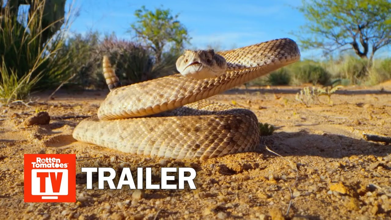 Tiny World Season 1 Trailer | Rotten Tomatoes TV