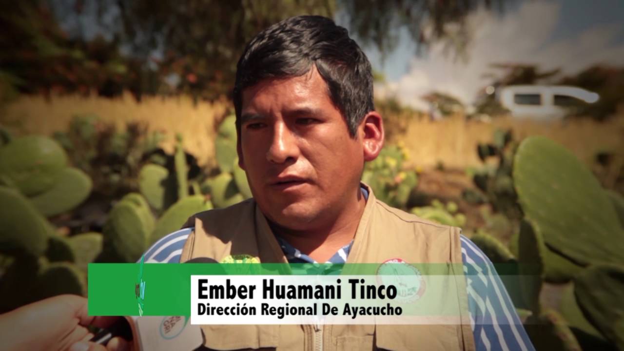 AgroTV -185: Producción de Tuna en Ayacucho