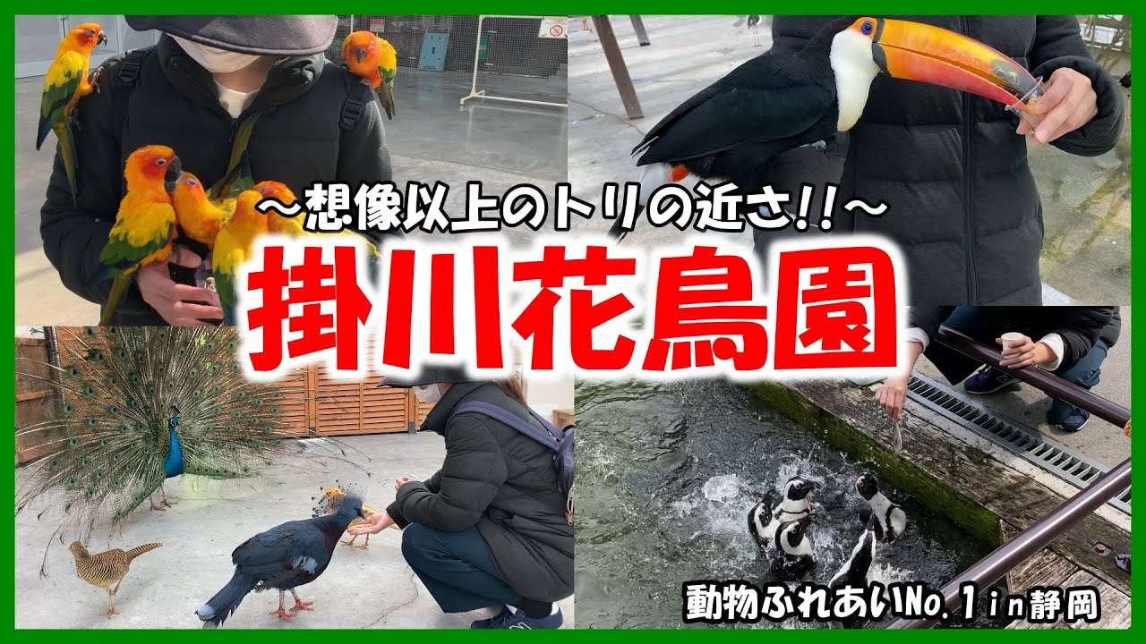 【掛川花鳥園】動物ふれあいNo 1in静岡～鳥好きには天国!!～