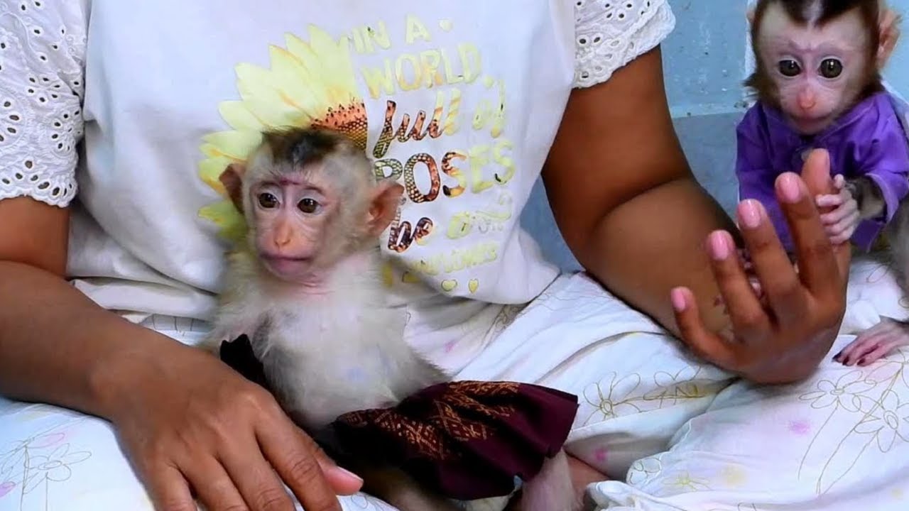Very cute, both monkeys on the mother's arm