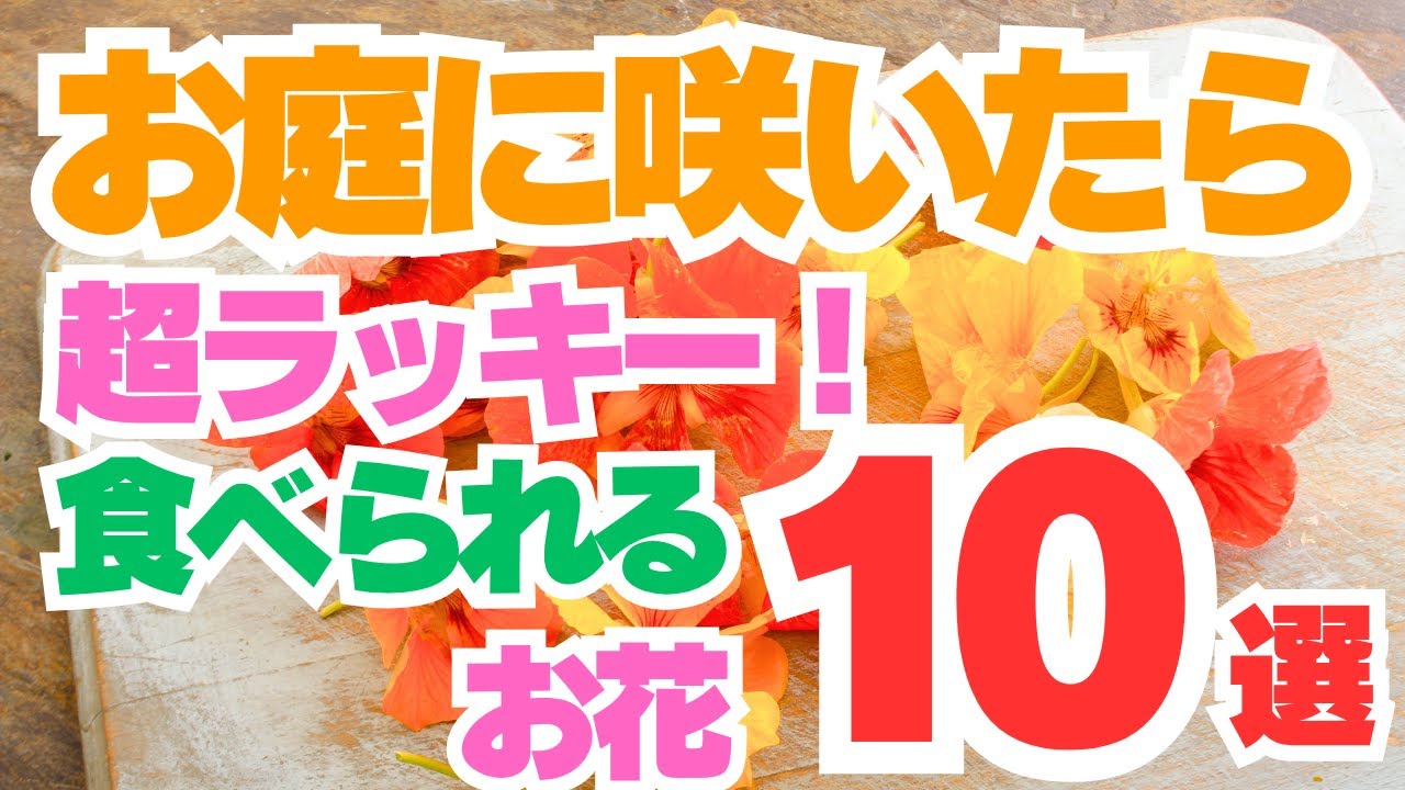 お庭にあったら超ラッキー！食べられる！エディブルフラワー10選