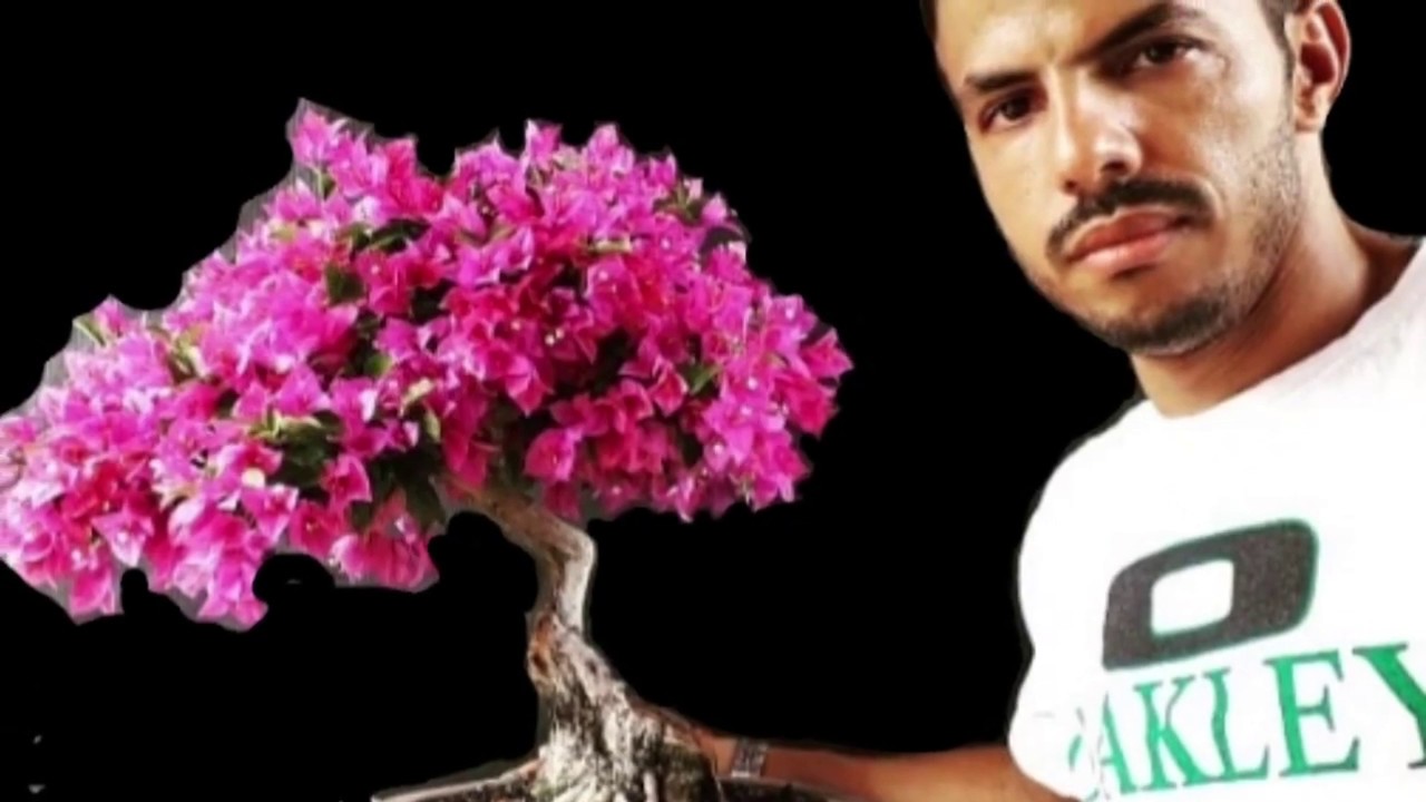 Técnicas de ramificação para Bougainvíllea