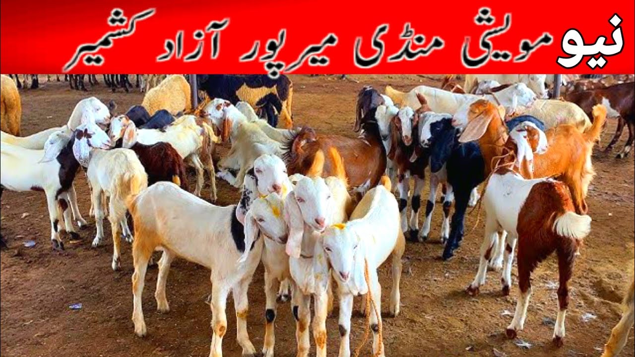 Mirpur Azad Kashmir Maweshi Mandi||Bakra Mandi||Goat Market In Mirpur||Mirpur Azad Kashmir vlog