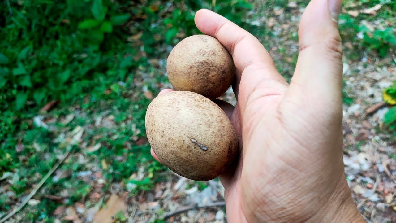 พาไปดูสวนละมุดคับทุกคน ผลใหญ่ หอมหวาน #fruit #nature #farming 